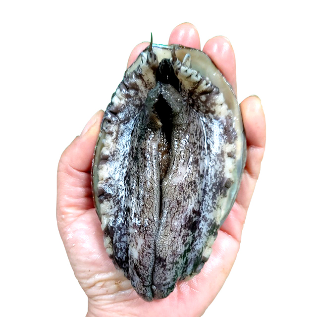 완도 활전복 특대 전복선물세트 1kg - 상품 이미지