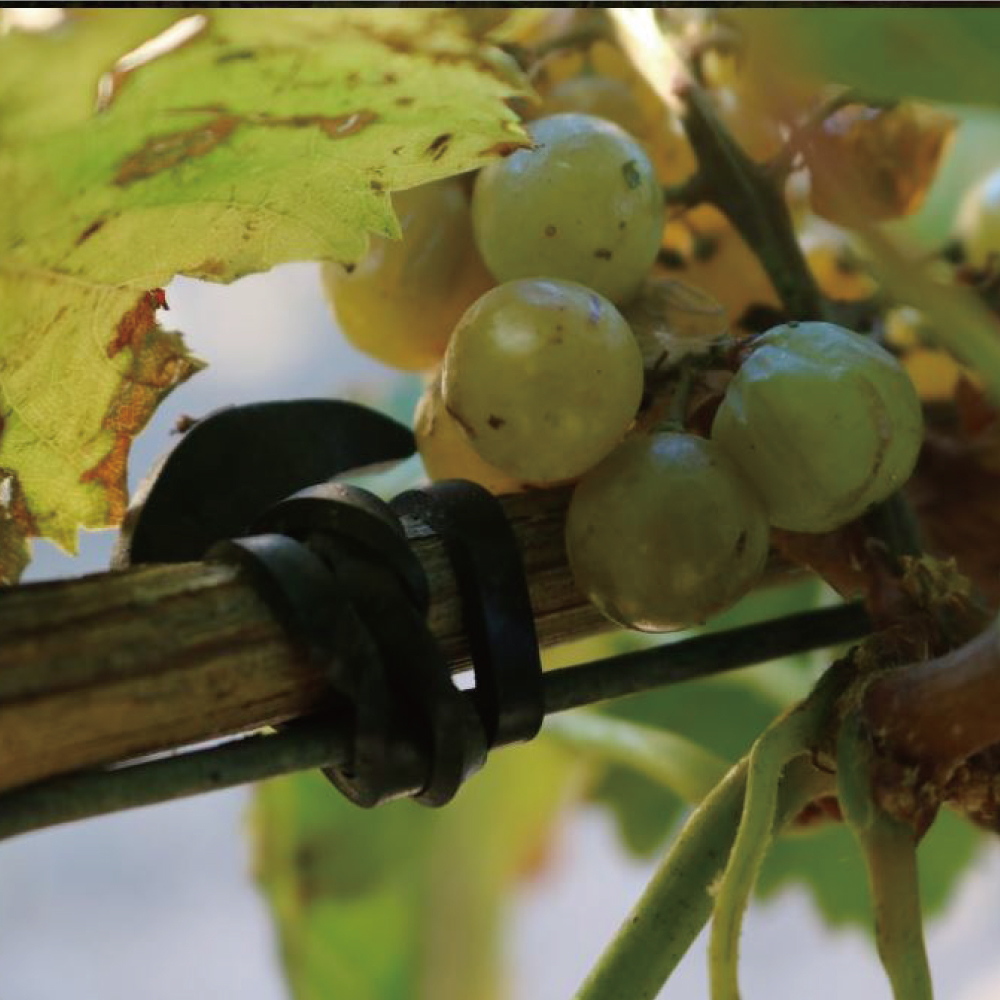 가지유인 닻밴드 스페인 사과 포도 배 고추 과수 채소 원예용 결속기 이미지 2