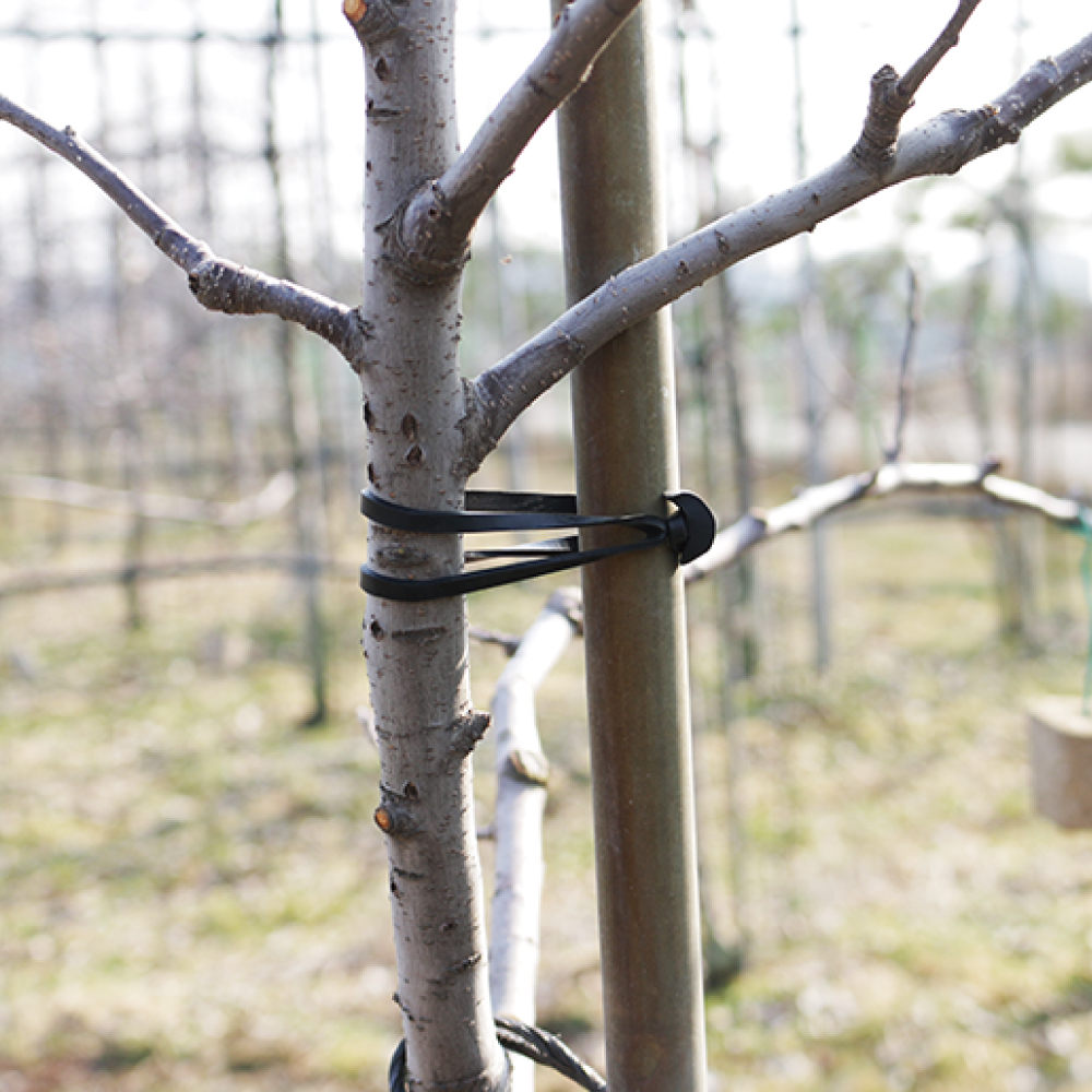 가지유인 닻밴드 스페인 사과 포도 배 고추 과수 채소 원예용 결속기 이미지 4