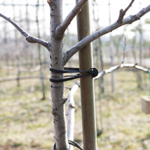 가지유인 닻밴드 스페인 사과 포도 배 고추 과수 채소 원예용 결속기 실사용 후기 | 효과 있을까? - 상품 이미지 4