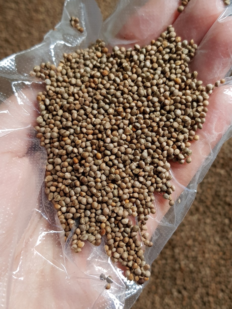 [직접 만든] 참진한 들깨죽가루 선식 500g, 1개 - 상세 이미지 5