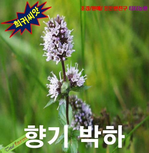 (희귀씨앗) 향기박하 페퍼민트 25립 : 올드마마