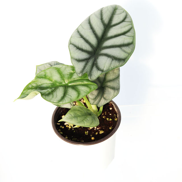 알로카시아 실버드래곤