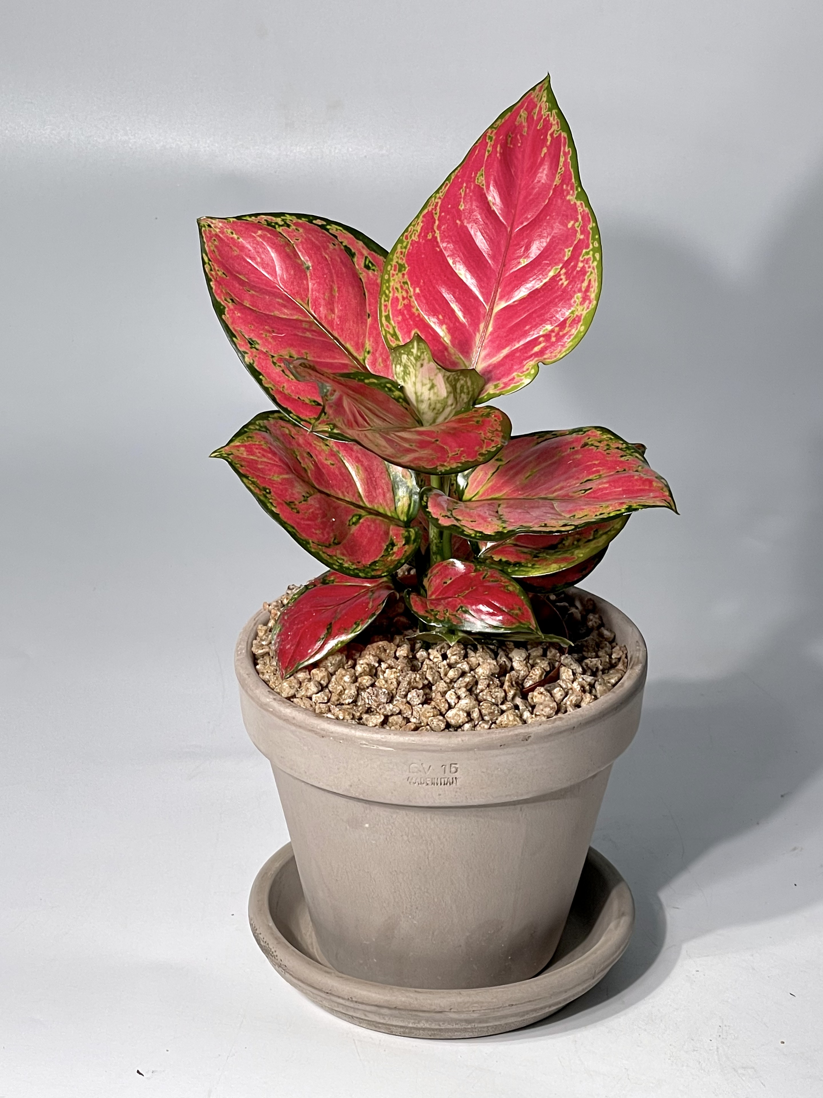 식물의정석 신혼 집들이 개업 선물식물 핫레드 아글라오네마 엔젤 지리홍