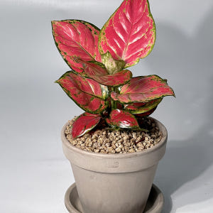 식물의정석 신혼 집들이 개업 선물식물 핫레드 아글라오네마 엔젤 지리홍 실사용 후기 | 효과 있을까? - 상품 이미지 1