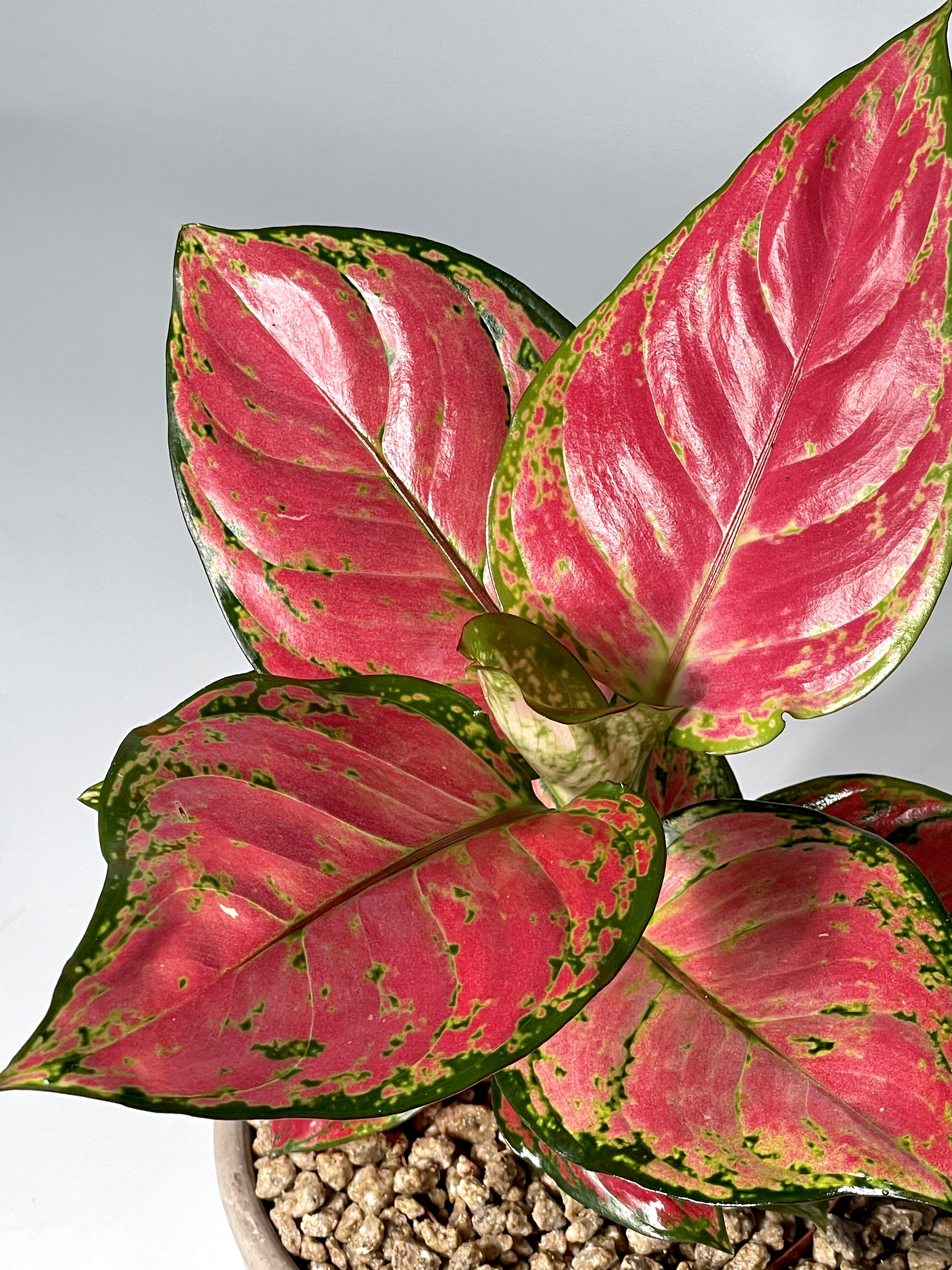 식물의정석 신혼 집들이 개업 선물식물 핫레드 아글라오네마 엔젤 지리홍