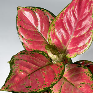 식물의정석 신혼 집들이 개업 선물식물 핫레드 아글라오네마 엔젤 지리홍 실사용 후기 | 효과 있을까? - 상품 이미지 2