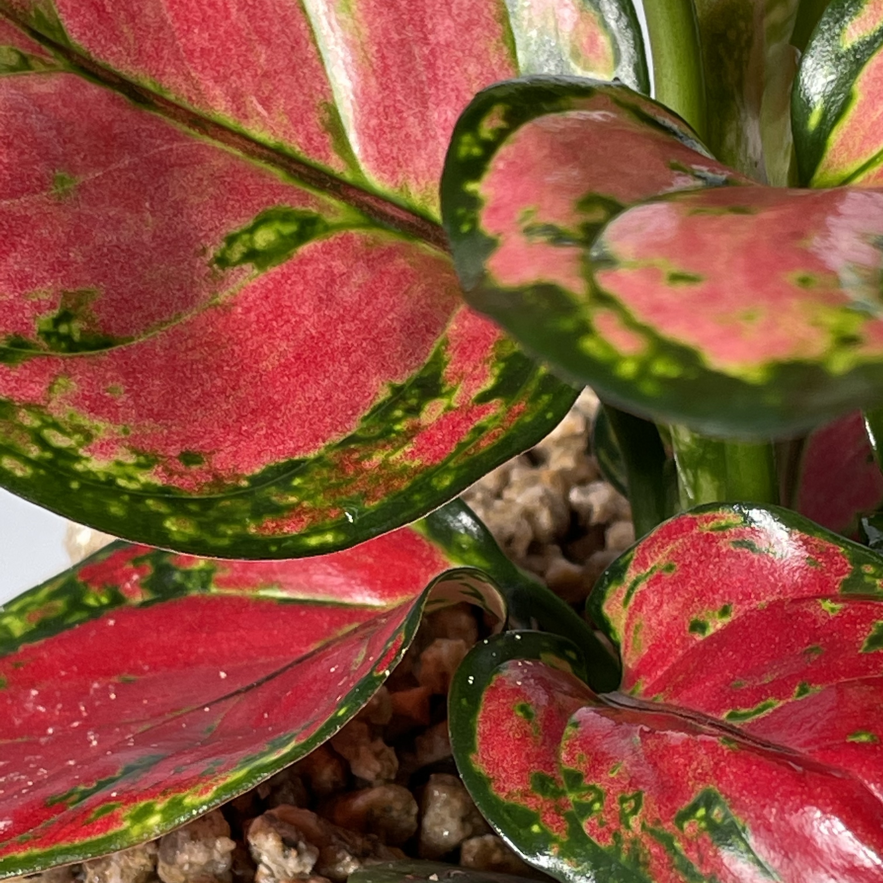 식물의정석 신혼 집들이 개업 선물식물 핫레드 아글라오네마 엔젤 지리홍