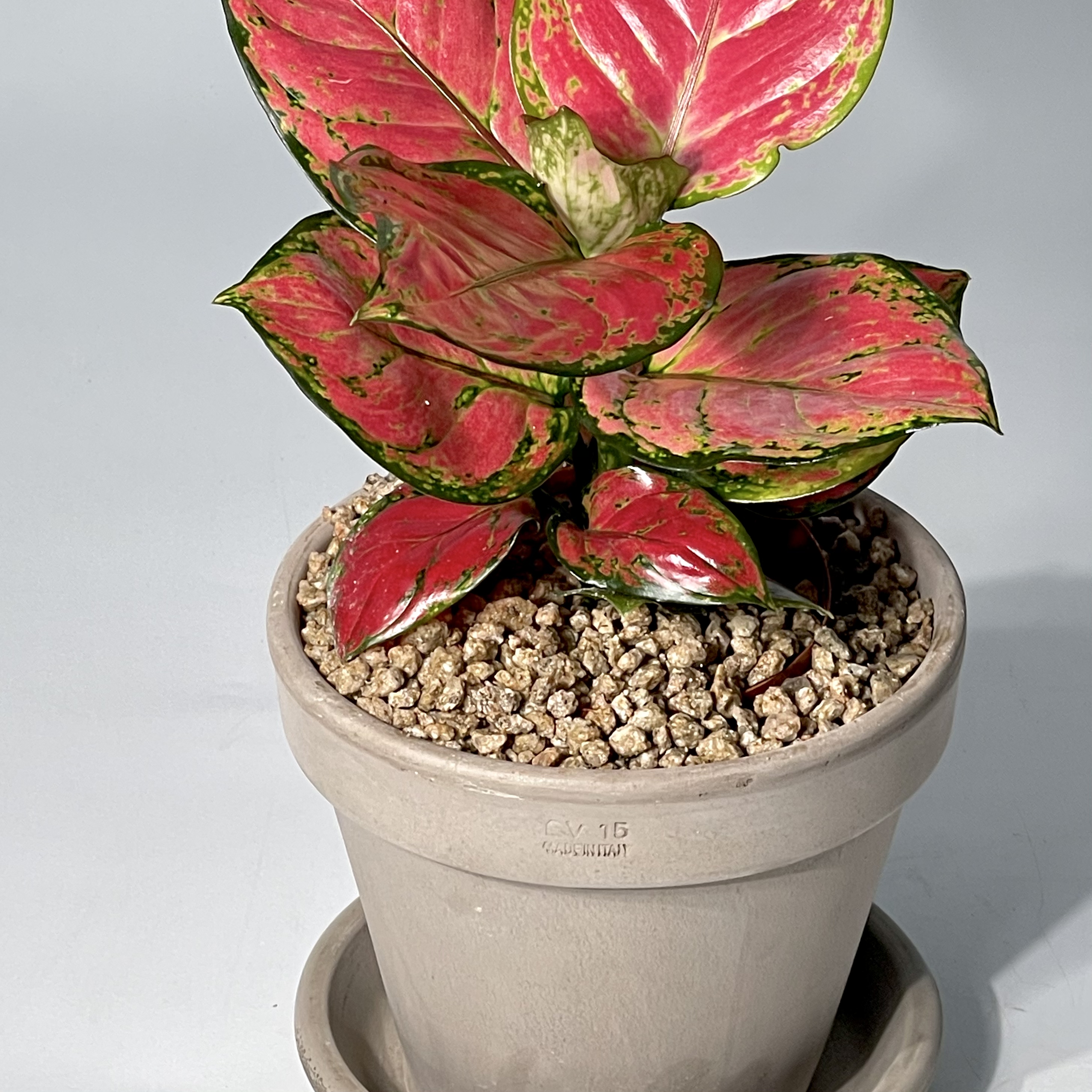 식물의정석 신혼 집들이 개업 선물식물 핫레드 아글라오네마 엔젤 지리홍