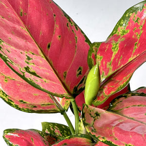 식물의정석 신혼 집들이 개업 선물식물 핫레드 아글라오네마 엔젤 지리홍 실사용 후기 | 효과 있을까? - 상품 이미지 3