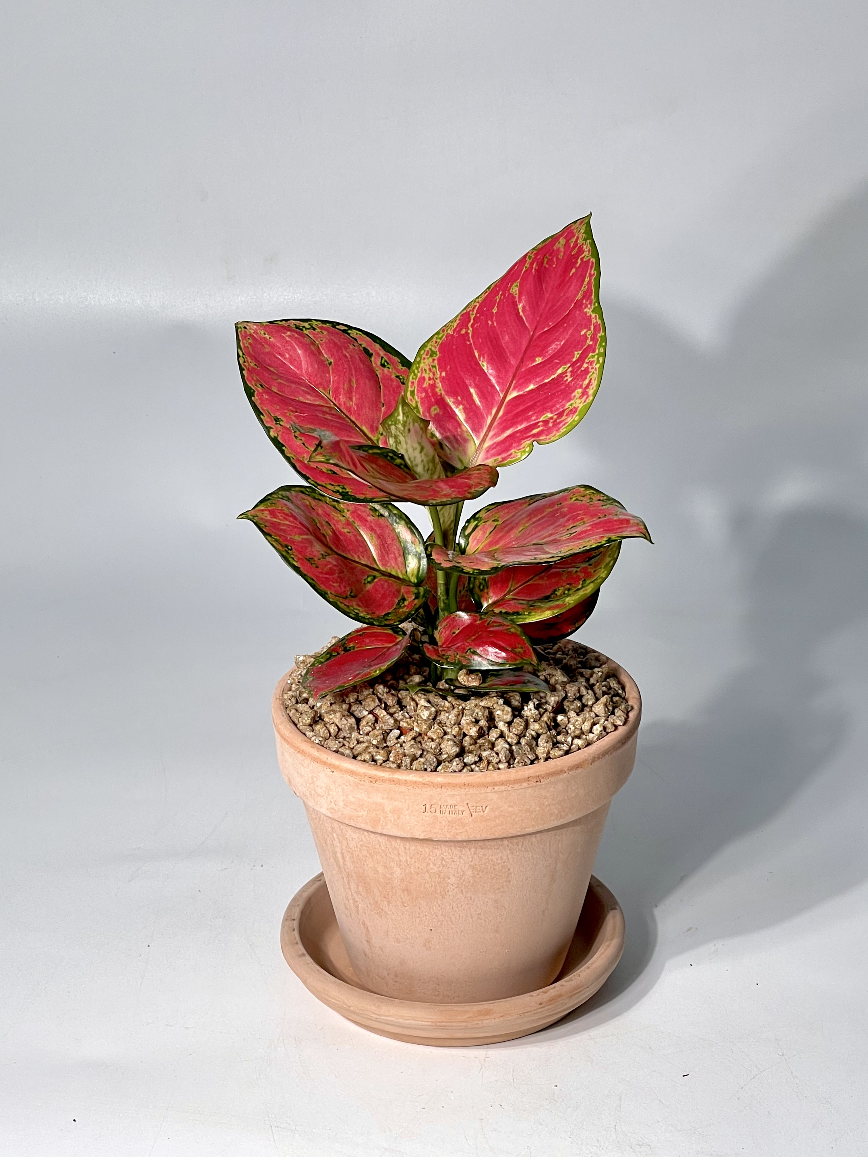 식물의정석 신혼 집들이 개업 선물식물 핫레드 아글라오네마 엔젤 지리홍