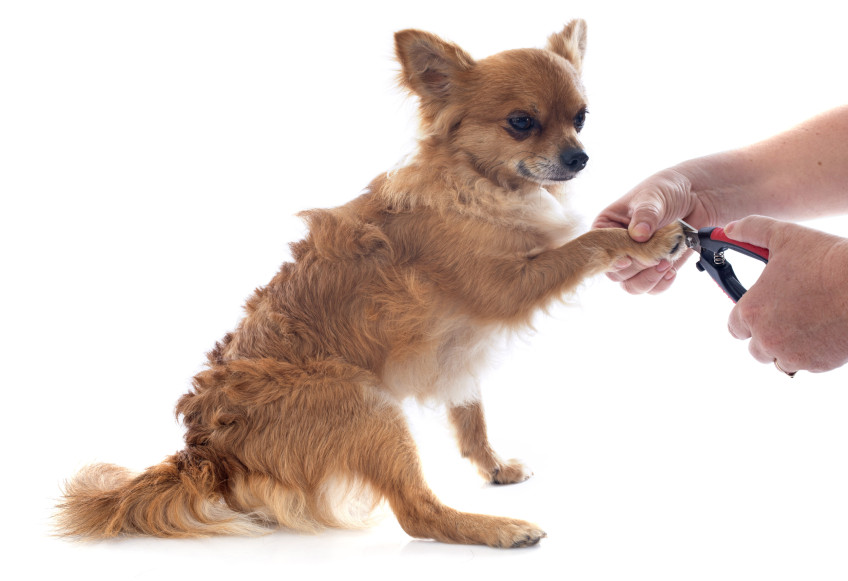 발톱관리 충전식 전문가용 강아지 고양이 발톱갈이 애견용품 아키즈 판매처 상세 정보 이미지 2