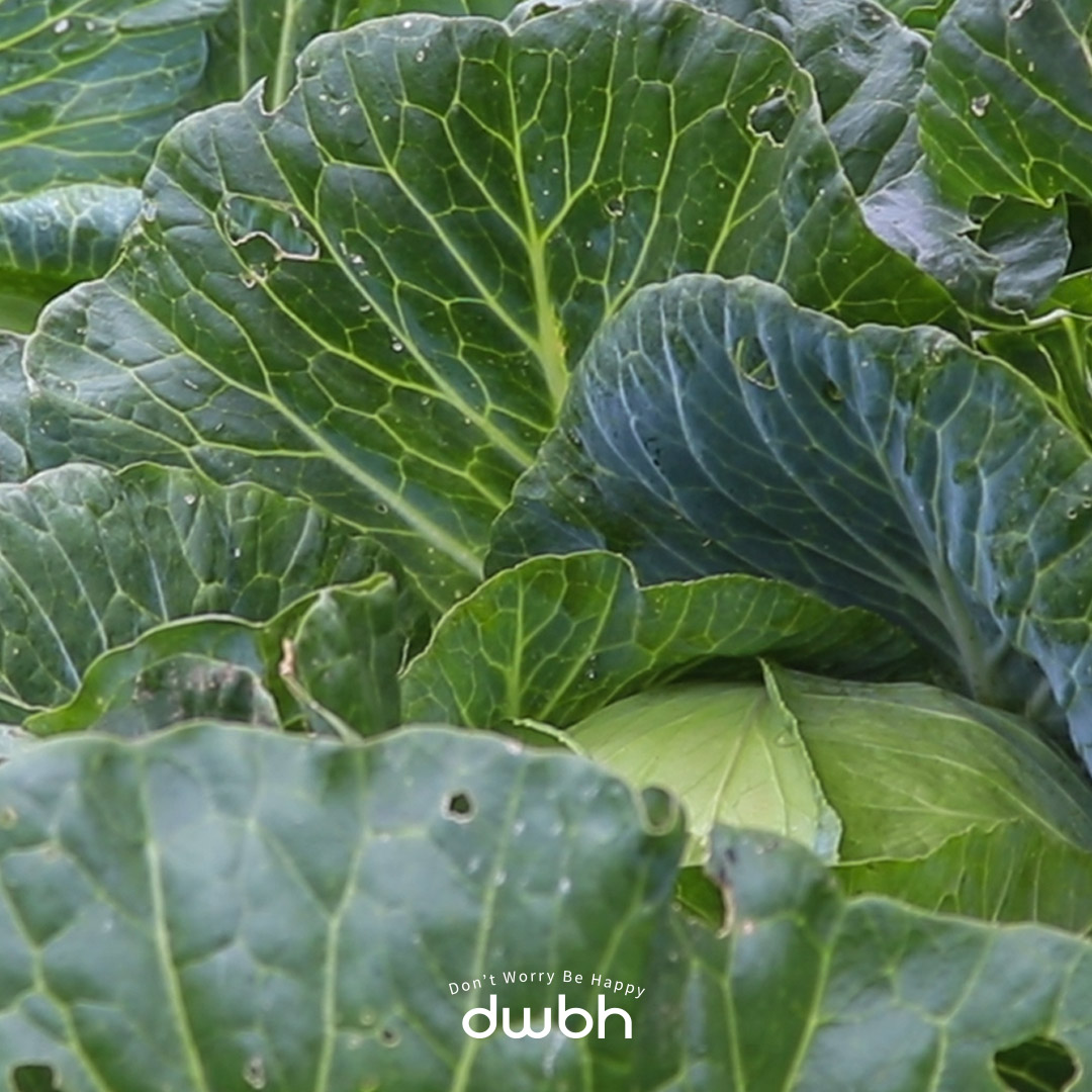 [오늘보감] 국내산 유기농 양배추 100% 저온착즙 유기농 양배추즙 100ml 30포+30포 (총60팩) 이미지 4