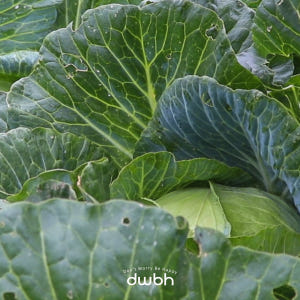 [오늘보감] 국내산 유기농 양배추 100% 저온착즙 유기농 양배추즙 10... 맛있게 먹은 솔직 후기 - 상품 이미지 4