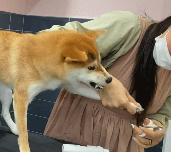 발톱관리 충전식 전문가용 강아지 고양이 발톱갈이 애견용품 아키즈 판매처 상세 정보 이미지 4