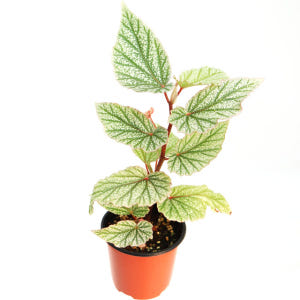 베고니아 신밧드 목베고니아 은빛식물 거실화분 실사용 후기 | 효과 있을까? - 상품 이미지 1