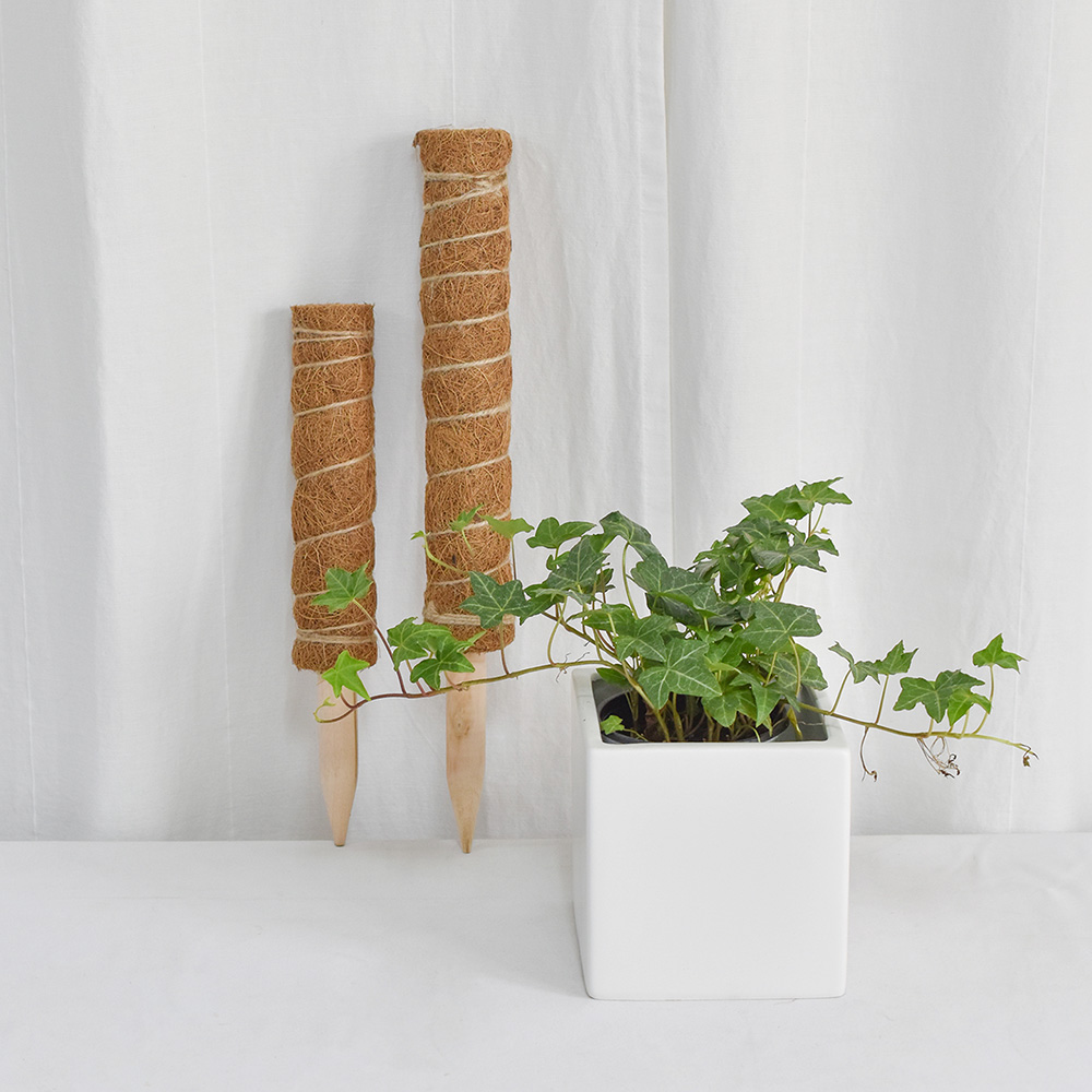 수태봉 식물지지대 코코봉 몬스테라 연결형 30cm - 상세 이미지 4