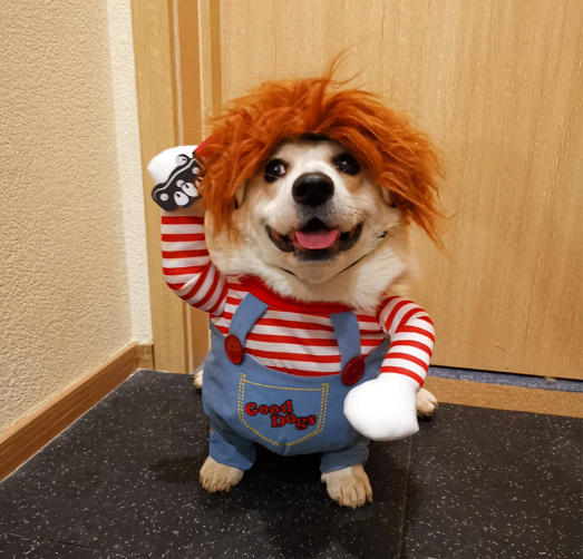 강아지처키옷 고양이 코스프레 코스튬 할로윈 파티 웃긴옷 의상 처키 애견 의류 S 이미지 4