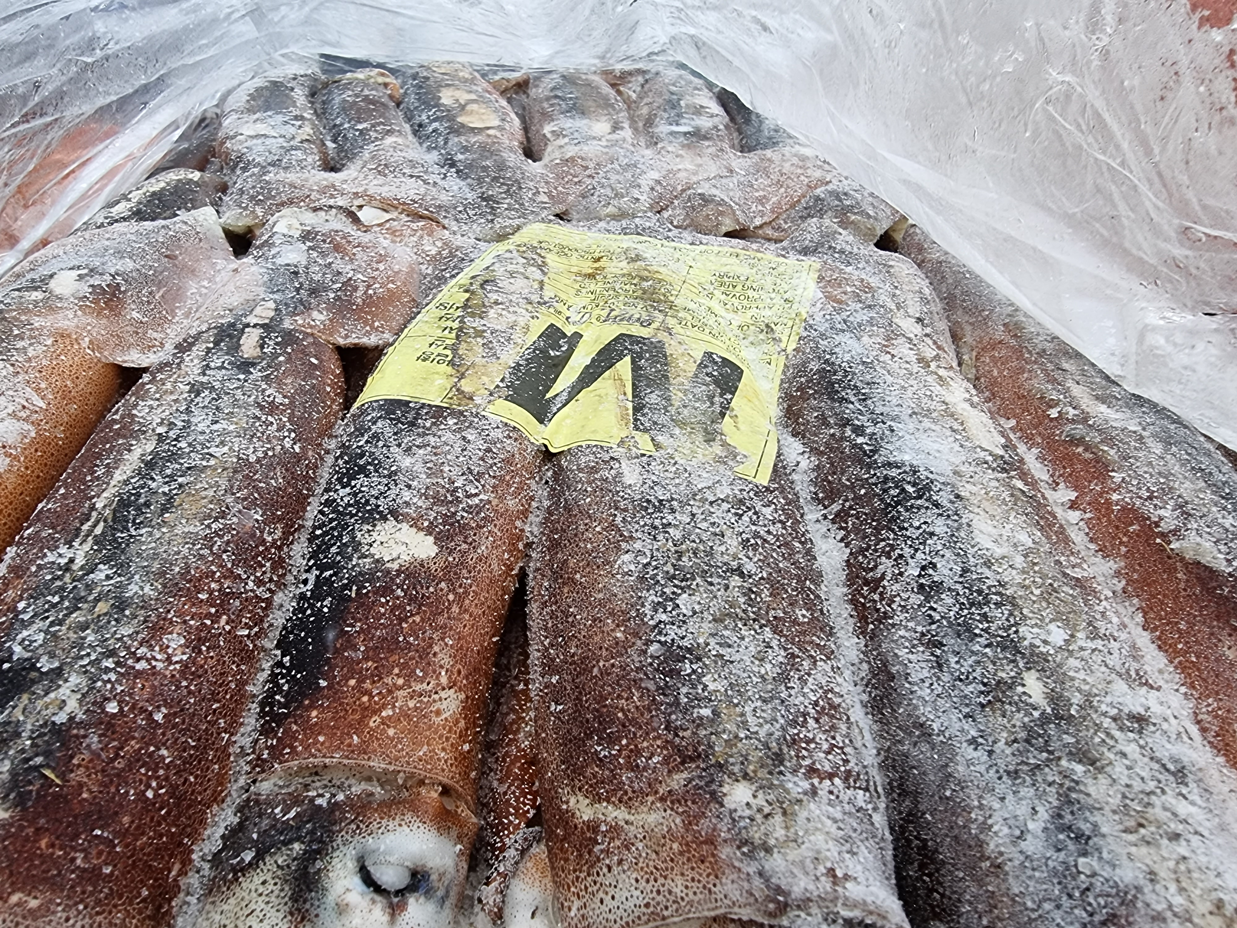 [포클랜드산&대만산] 선동 포크오징어 S / M2 / M 20kg(아이스박스 무료) 냉동오징어 포크오징어 15~20KG - 상세 이미지 3