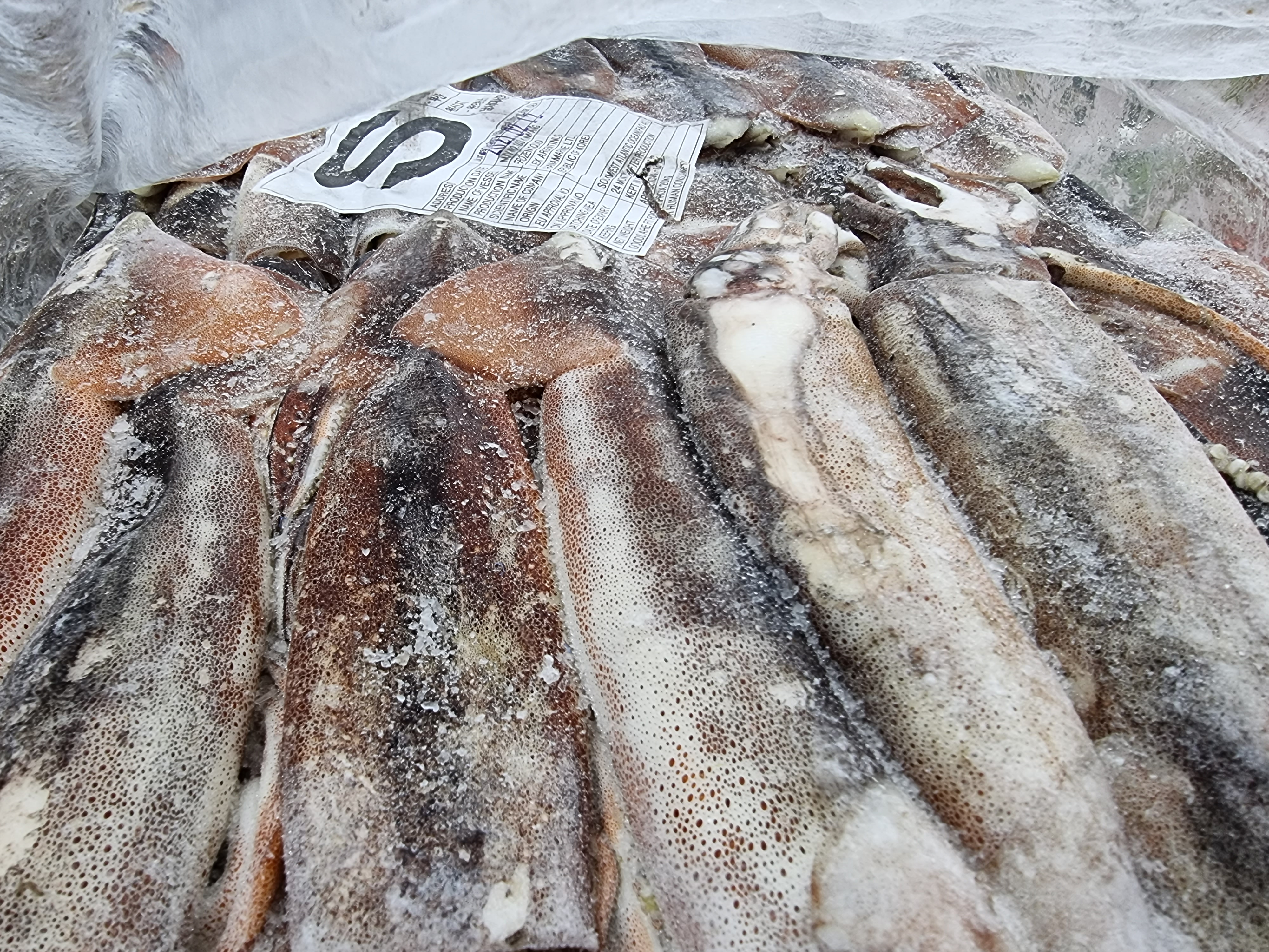 [포클랜드산&대만산] 선동 포크오징어 S / M2 / M 20kg(아이스박스 무료) 냉동오징어 포크오징어 12.3KG~20KG 이미지 7