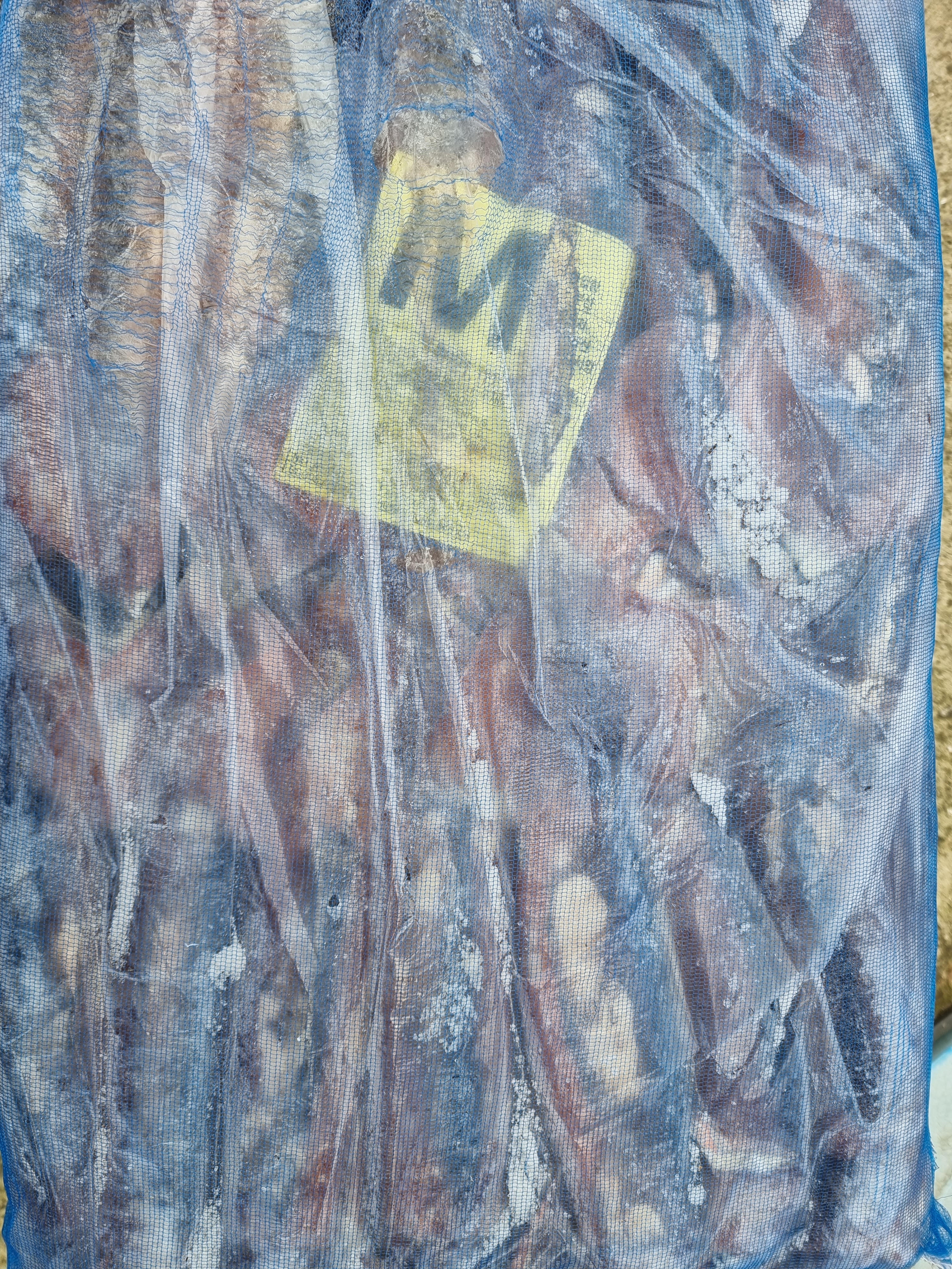 [포클랜드산&대만산] 선동 포크오징어 S / M2 / M 20kg(아이스박스 무료) 냉동오징어 포크오징어 15~20KG - 상세 이미지 2