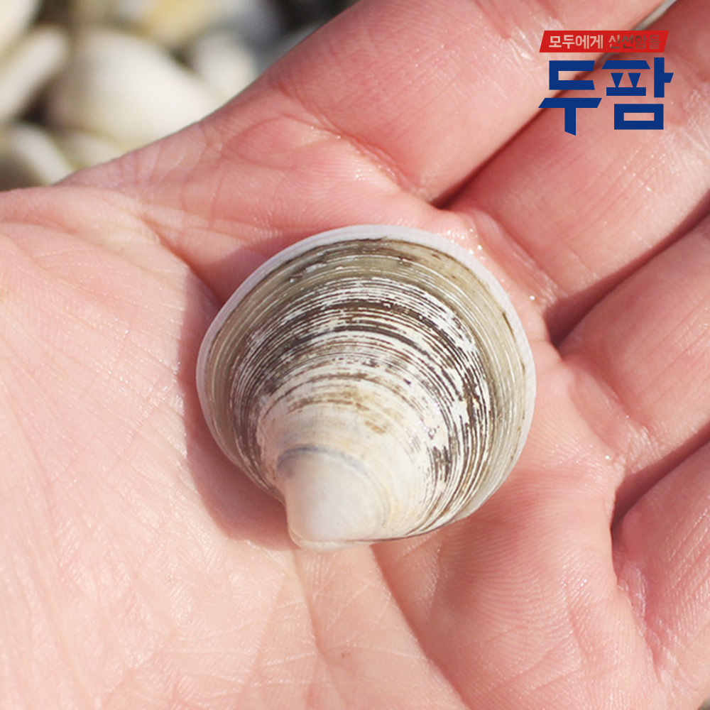제철 해감 모시조개 1kg 흑모시 백모시 기무락 봉골레 조개 이미지 2