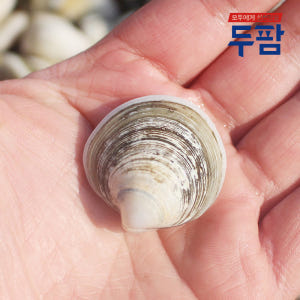 제철 해감 모시조개 1kg 흑모시 백모시 기무락 봉골레 조개 맛있게 먹은 솔직 후기 - 상품 이미지 2