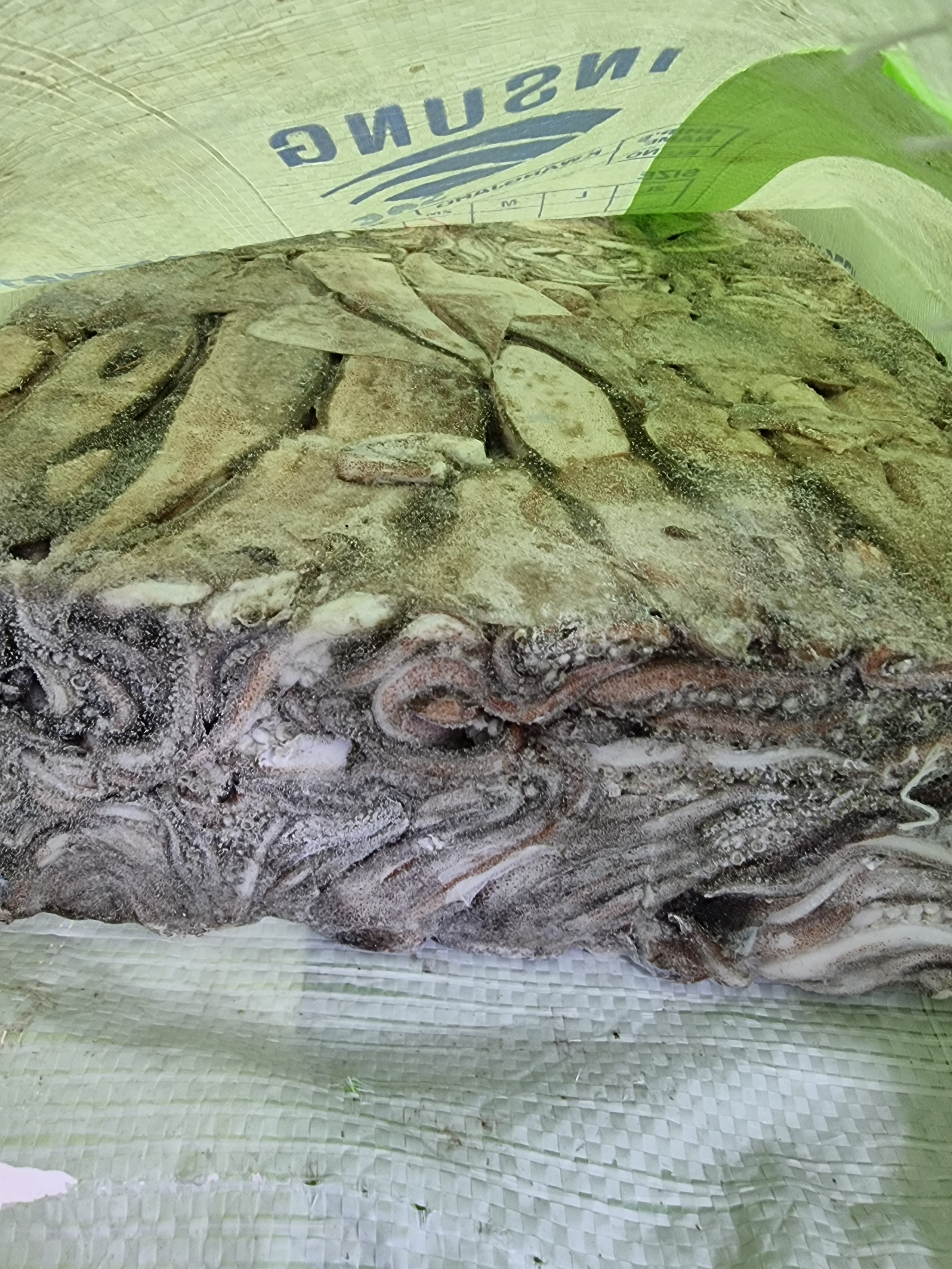[포클랜드산&대만산] 선동 포크오징어 S / M2 / M 20kg(아이스박스 무료) 냉동오징어 포크오징어 15~20KG - 상세 이미지 5