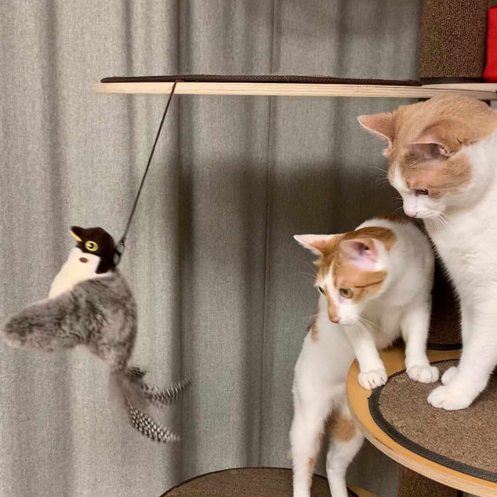 펫케어 자동 새 장난감