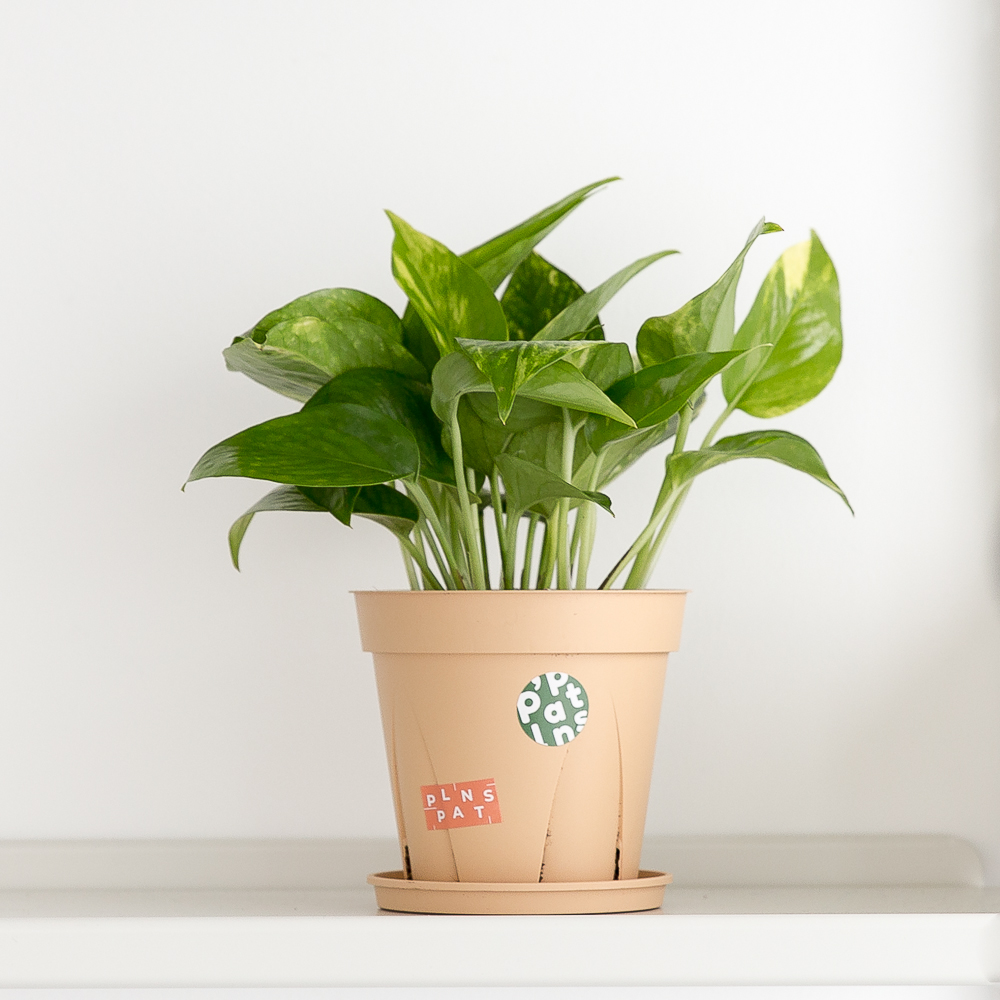 피플랜트 스킨답서스 슬릿화분 키우기 쉬운 반려 식물 인테리어 플랜테리어