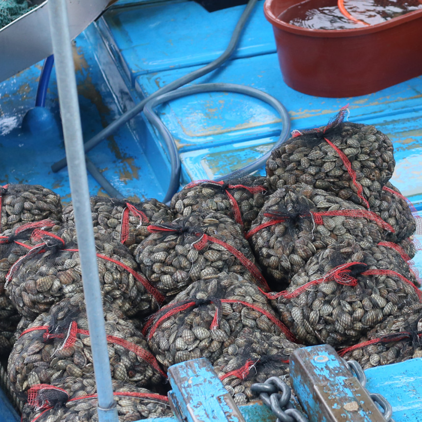 삼천포 바지락 문어 왕바지락 대왕 살조개 국산 남해 해감 1kg