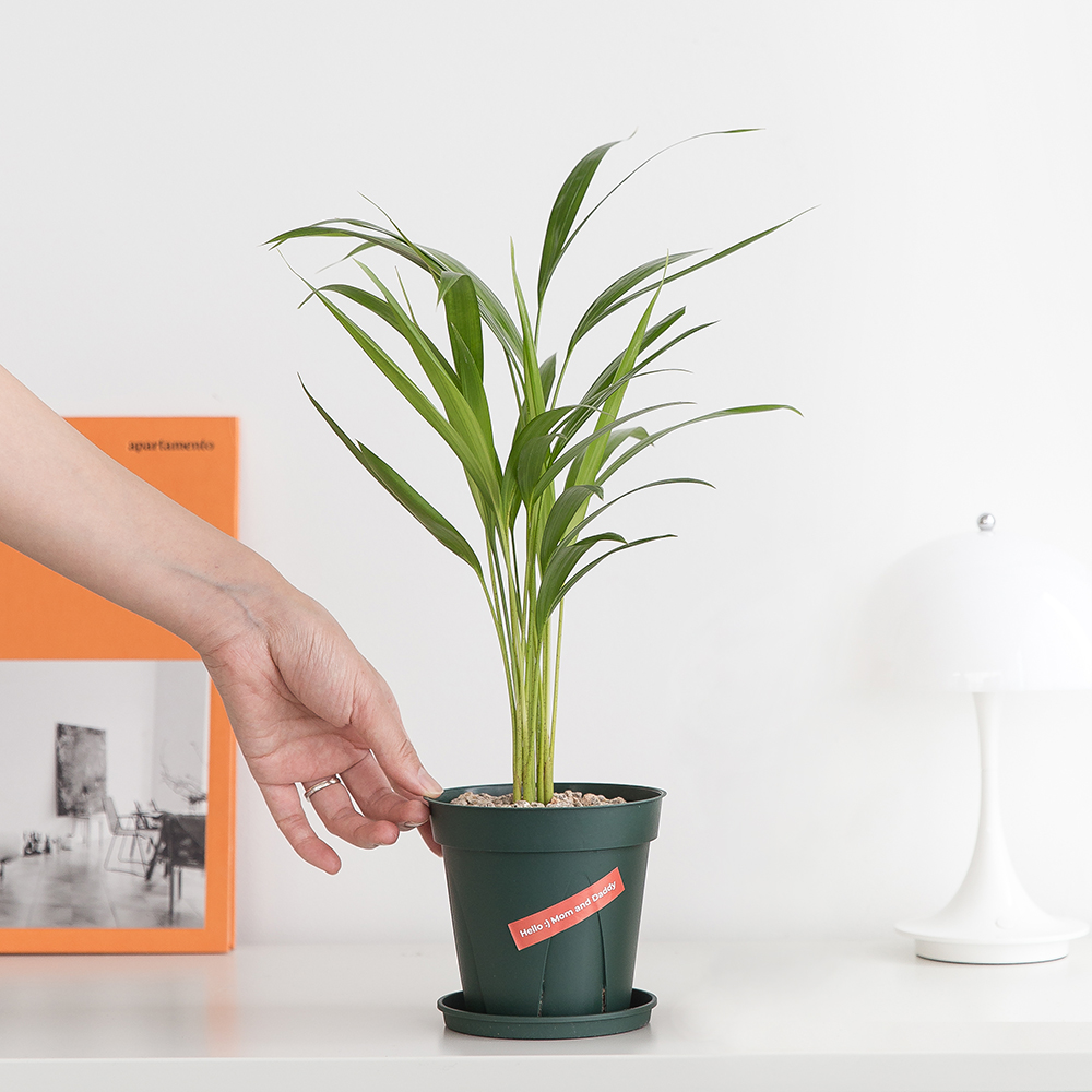 피플랜트 아레카야자 슬릿화분 키우기 쉬운 반려 식물 인테리어 플랜테리어