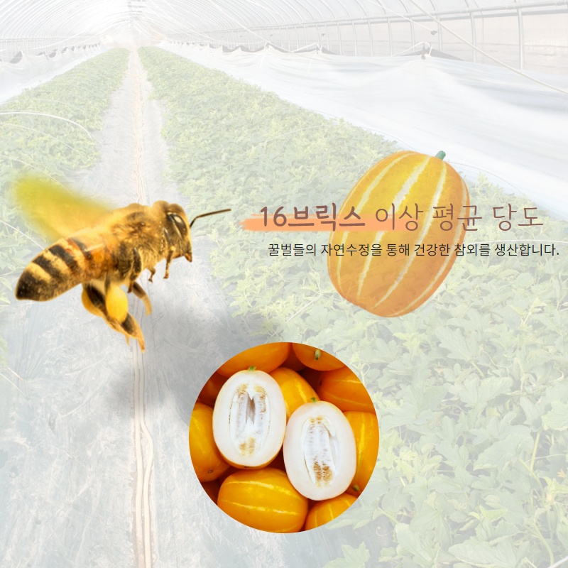 성주참외 고당도참외 못난이과일 과일구매가이드 참외솔직후기