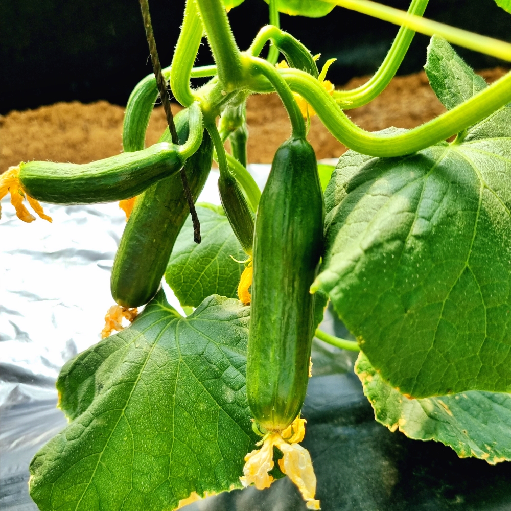 미니오이 스낵오이 2kg 작은 피클용 오이지용 농장 - 상세 이미지 4