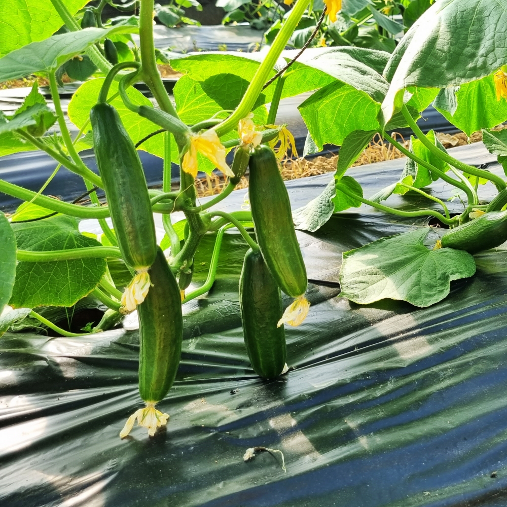 미니오이 스낵오이 2kg 작은 피클용 오이지용 농장 - 상세 이미지 5