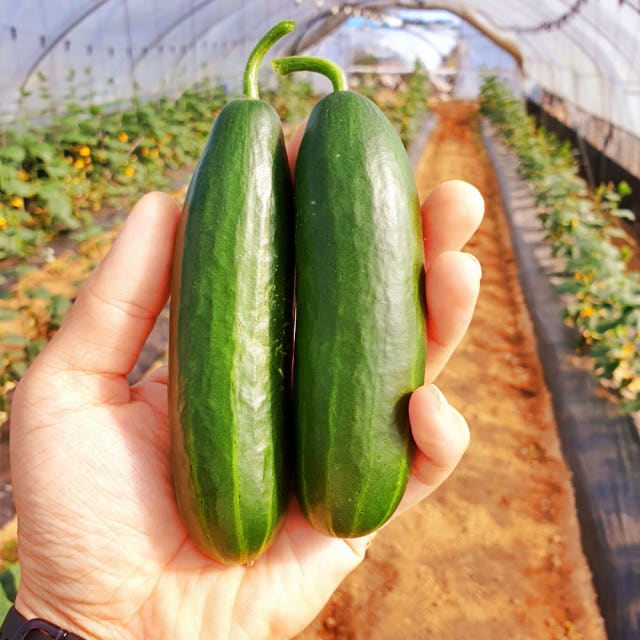 미니오이 스낵오이 1kg 작은 피클용 오이지용 농장