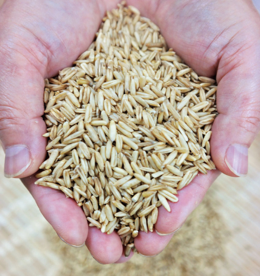 명품귀리 곡물의여왕 국내산 햇귀리쌀