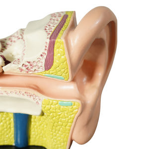 카르빈 귀모형 내부 인체 모형 해부 (3배확대) 실사용 후기 | 효과 있을까? - 상품 이미지 4