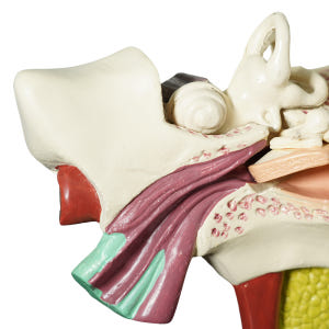 카르빈 귀모형 내부 인체 모형 해부 (3배확대) 실사용 후기 | 효과 있을까? - 상품 이미지 3