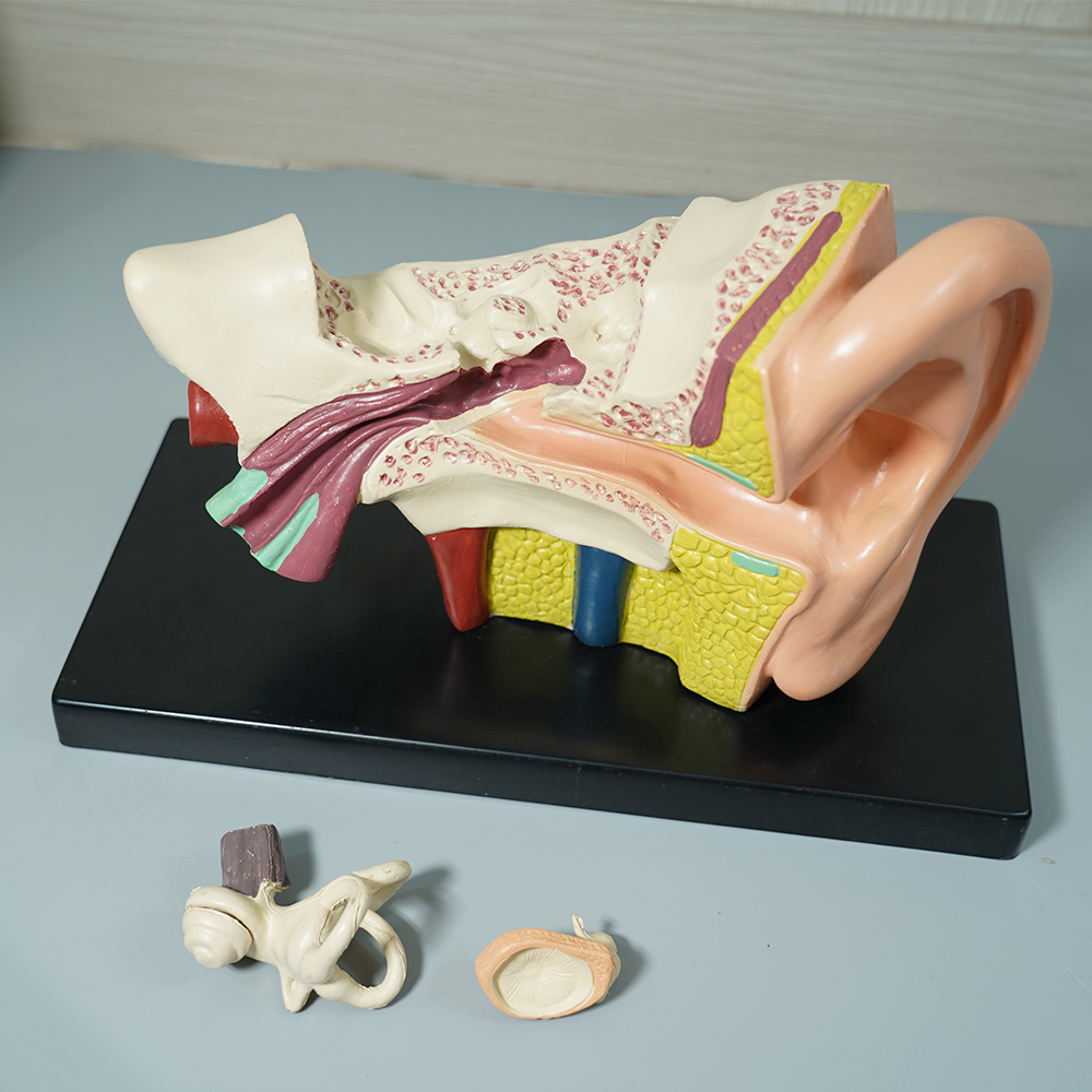 카르빈 귀모형 내부 인체 모형 해부 (3배확대) 이미지 2