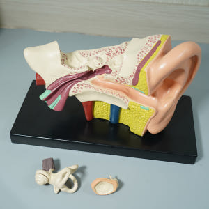 카르빈 귀모형 내부 인체 모형 해부 (3배확대) 실사용 후기 | 효과 있을까? - 상품 이미지 2