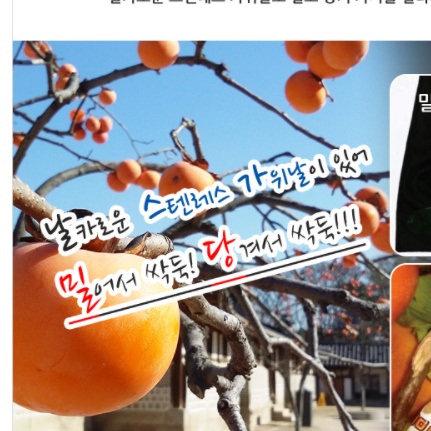 감 따는 기구 과일 따는 도구 따기 따개 과수원 고지 작업용 복숭아 사과 채집기 수확기 - 상세 이미지 5