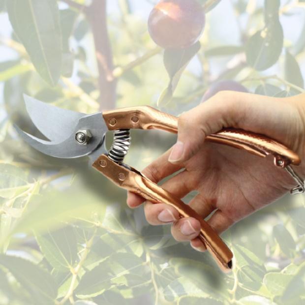 나무자르는가위 포도 사과 적과 가위 분재용 농사용 꼭지 작업용가위 정원용 가드닝 조경용