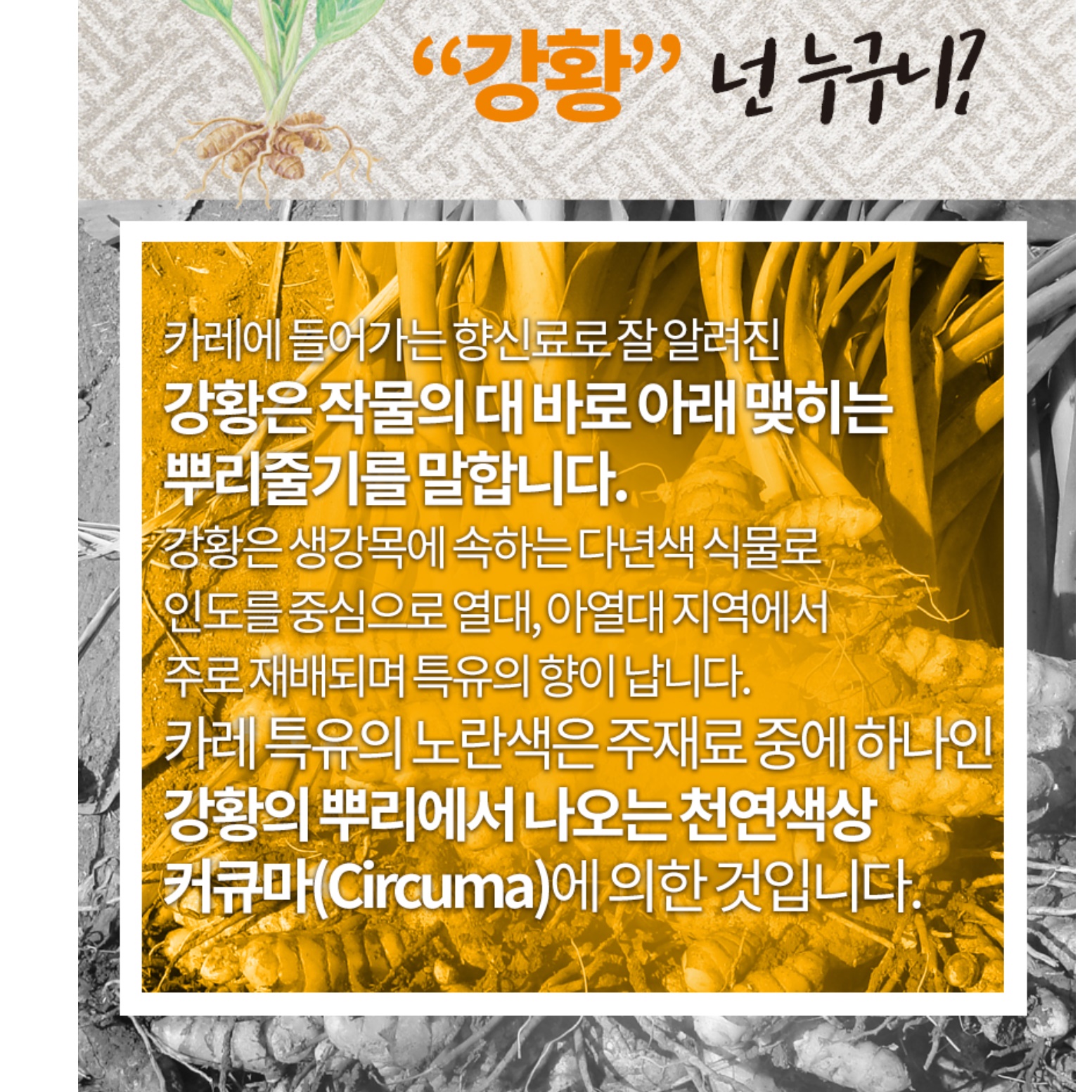 인도 강황 가루 2kg 강황 분말 효능 효과 추출물 - 상세 이미지 3