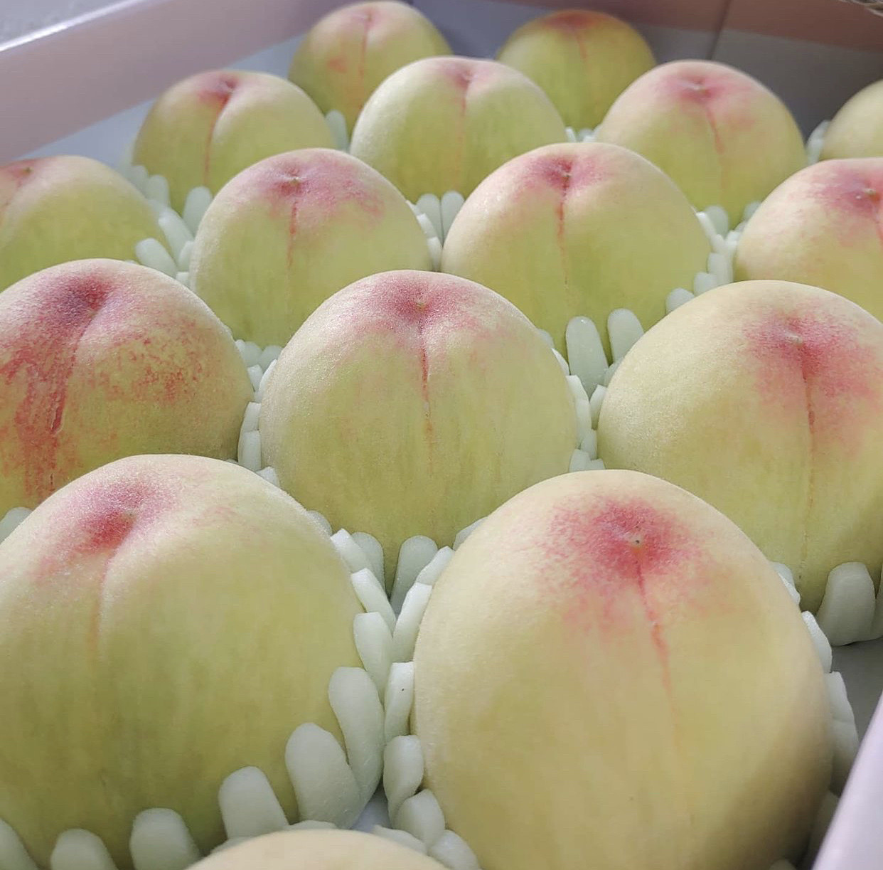 단금도 백천황도 엘바트 양홍장 황도 서왕모 백도 말랑이복숭아 2kg 4kg