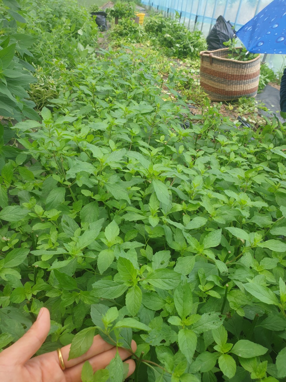 꽃차시대 민트 팩포장 선택 이미지 6