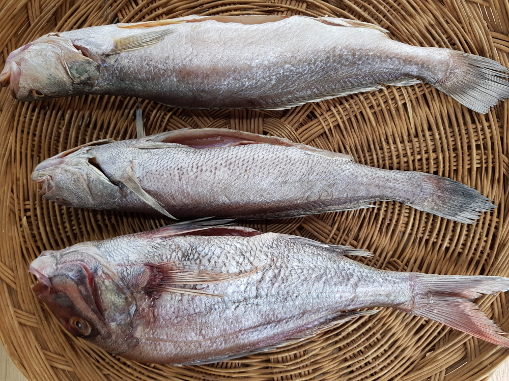 제수용 생선 국산참돔 조기 민어 반건조 생선 마른생선