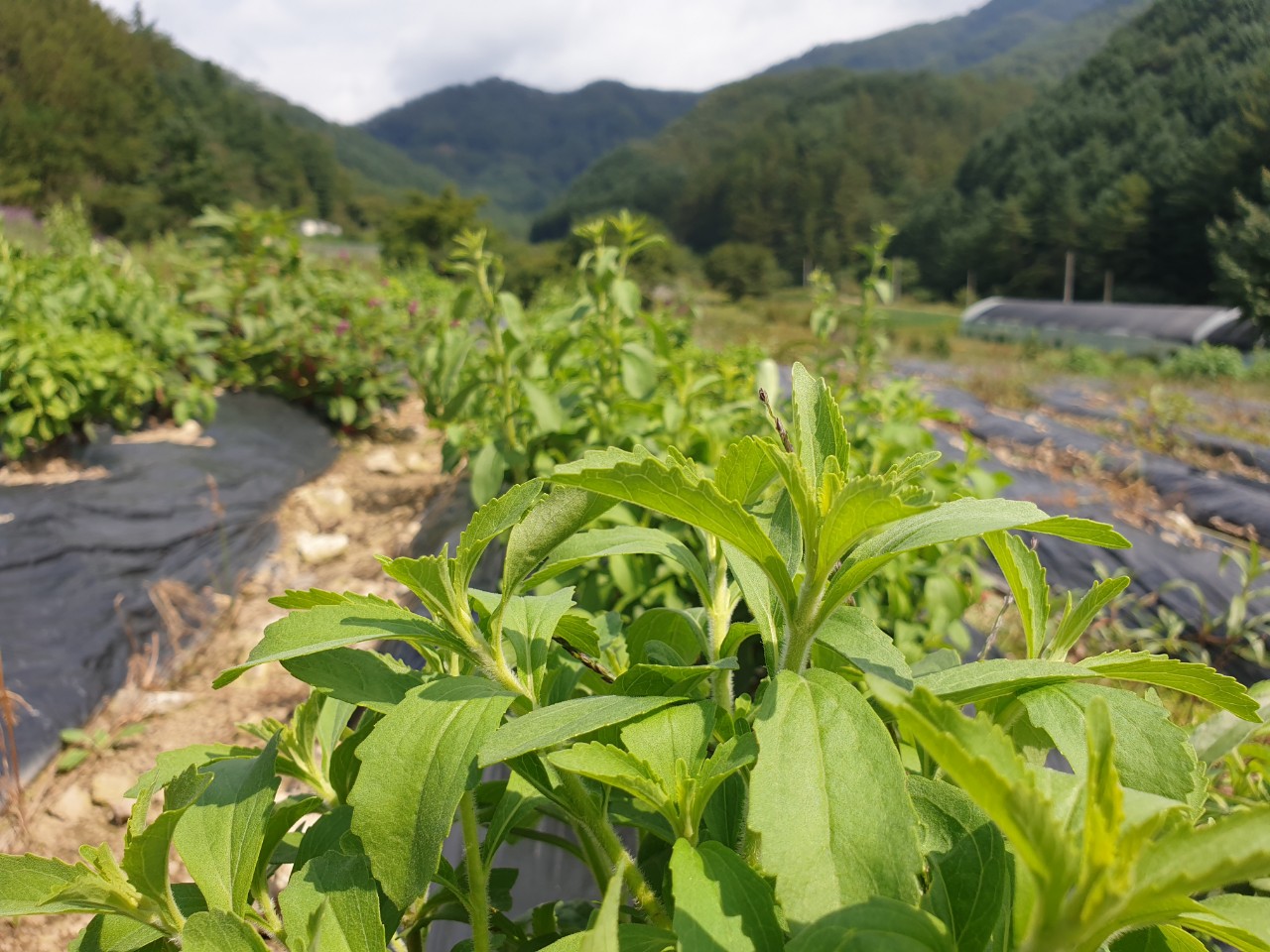 꽃차시대 민트 팩포장 선택 이미지 7