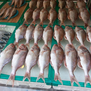제수용 생선 국산참돔 조기 민어 반건조 생선 마른생선 맛있게 먹은 솔직 후기 - 상품 이미지 2