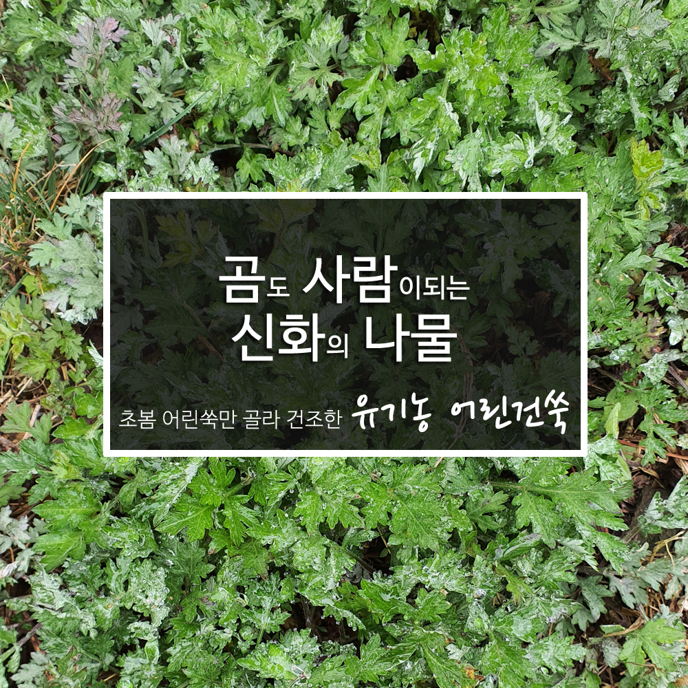 유기농 어린쑥 건조쑥 50g 쑥떡 쑥국 장성군 황룡농원 신지배송 - 상세 이미지 5